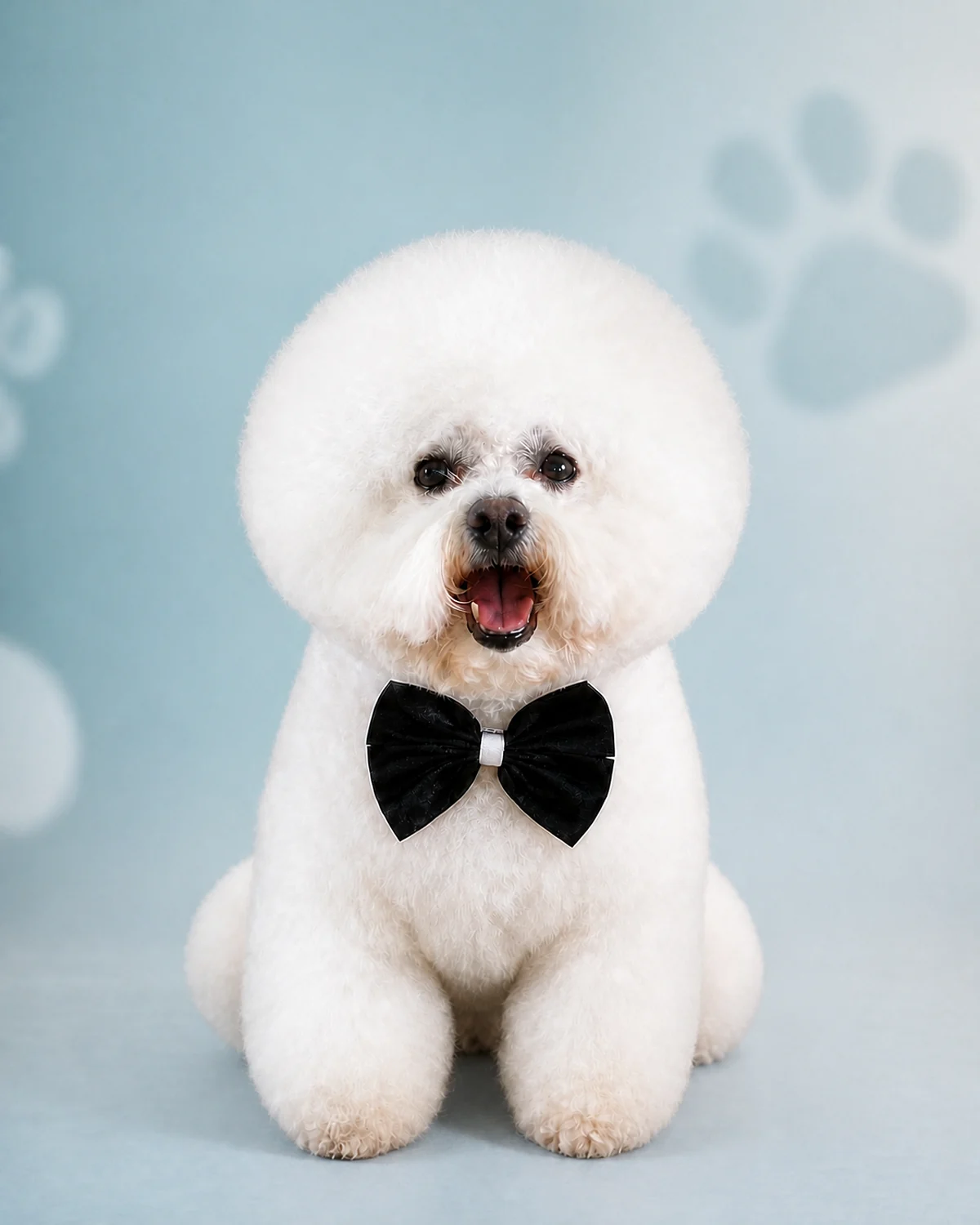 Bichon frisé tosado na tesoura, com laço preto