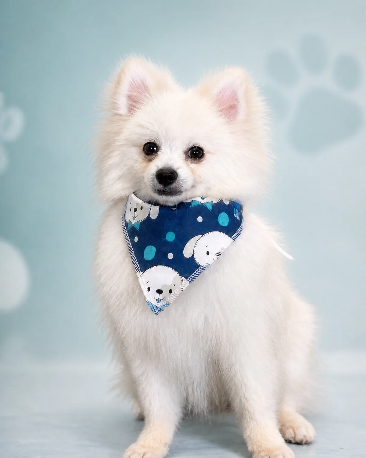 Spitz alemão branco escovado, com bandana azul